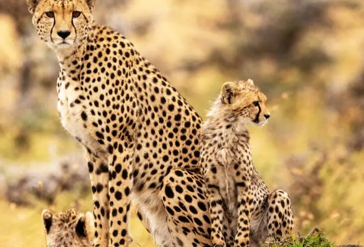 Western Cape Highlights