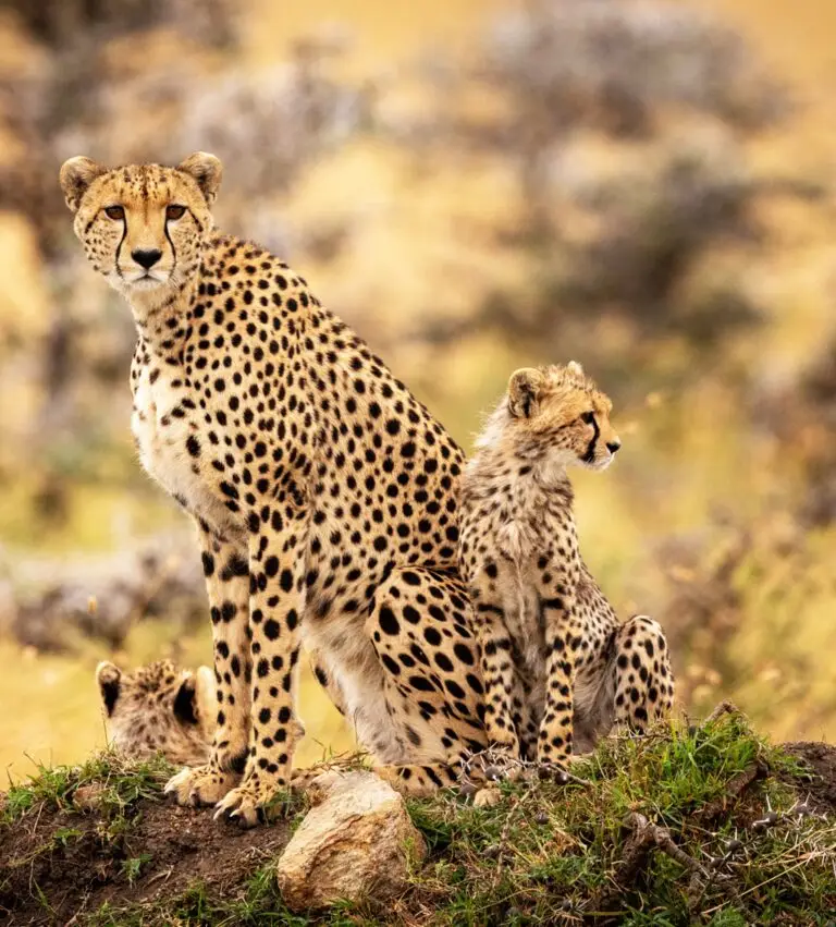 A Beautiful Zimbabwe Wildlife Place in the World in Picture