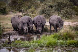 A crash of white rhino, Ceratotherium simum, drink togther at a waterhole