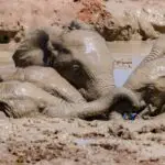 Addo Elephant Park South Africa, Family of Elephants in Addo elephant park