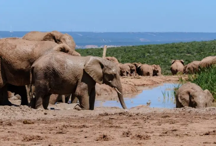 Garden Route Highlights