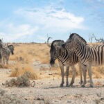 Burchell's zebras in Namibia