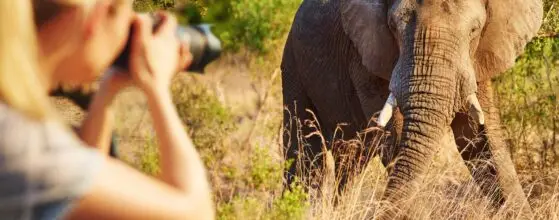 Cropped shot of a female tourist taking photographs of elephants while on safari
