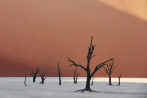 Dead trees is in the sand. Majestic view of amazing landscapes in African desert