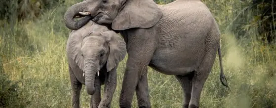 Drinking Elephants in the Kruger National Park, South Africa.