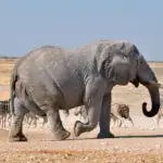 Elephant walking in Namibia
