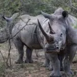 Endangered White Rhino and calf, Hluhluwe-Imfolozi Park, South Africa