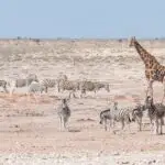 Giraffe, oryx, springbok and Burchells zebras in Northern Namibia