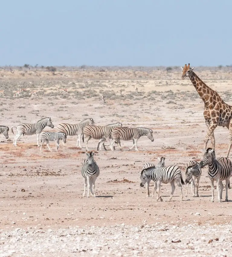 Giraffe, oryx, springbok and Burchells zebras in Northern Namibia