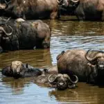 Herd of cape buffalo in water, Kruger National Park, South Africa