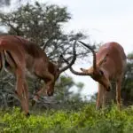 Impala sparring (Aepyceros melampus), Kariega Game Reserve, South Africa