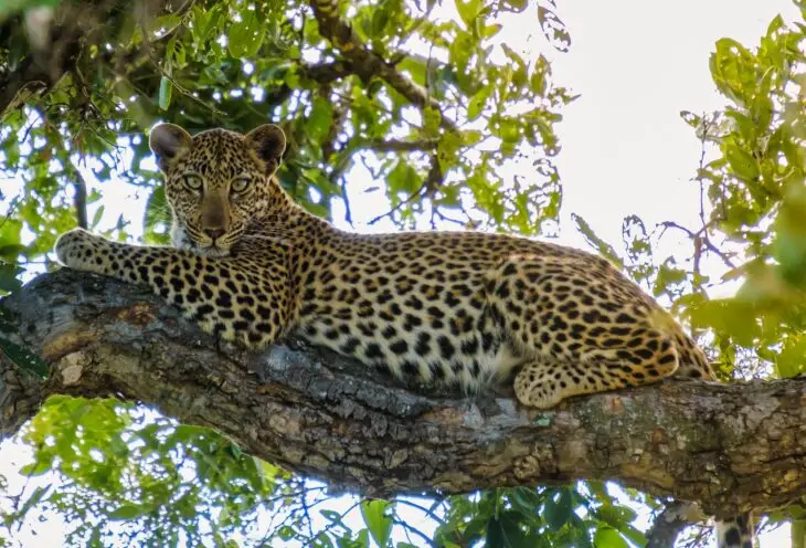 South Africa, Eswatini & Kruger