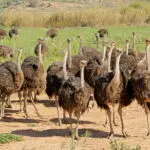 Ostriches on an ostrich farm - South Africa