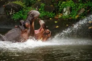Two hippos fighting with mouth wide open in the water at daytime to show who is boss.