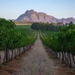 Vineyard landscape at sunset with mountains in Stellenbosch, near Cape Town, South Africa