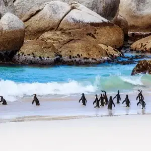 Wild South African penguins