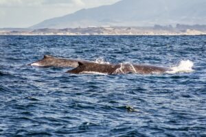 A group of humpback whales swimming in the waters of Monterey bay, California