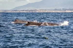 A group of humpback whales swimming in the waters of Monterey bay, California