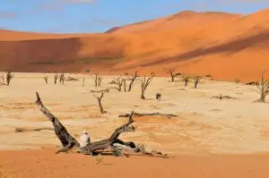 Tree skeletons, Deadvlei, Namibia