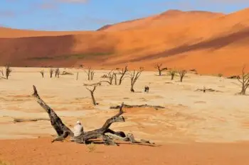 Tree skeletons, Deadvlei, Namibia