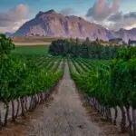 Vineyard landscape at sunset with mountains in Stellenbosch, near Cape Town, South Africa