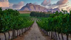 Vineyard landscape at sunset with mountains in Stellenbosch, near Cape Town, South Africa