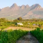 Vineyard landscape at sunset with mountains in Stellenbosch, near Cape Town, South Africa. wine