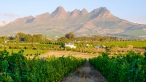 Vineyard landscape at sunset with mountains in Stellenbosch, near Cape Town, South Africa. wine