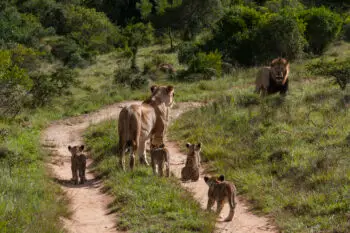 A lion family on a stroll in the wild