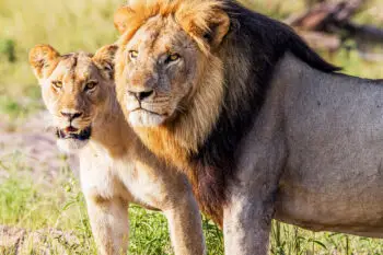 Lion couple standing in the grass.