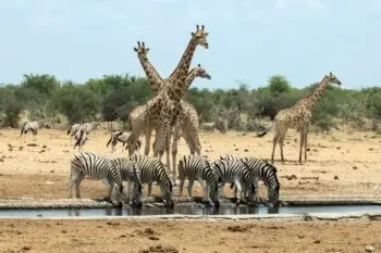 at-the-waterhole-namibia-2026-01-07-01-46-16-utc