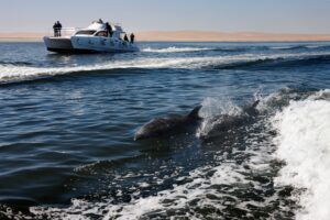 Tourist boat with Bottle-Nosed Dolphins in Walvis Bay, Namibia.