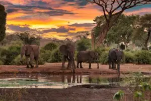 Elephants at a watering hole in an African savanna with a vibrant sunset sky.