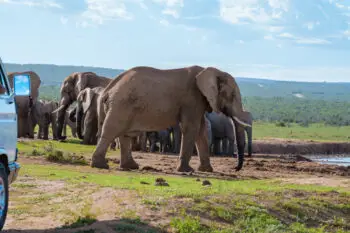 Elephants bathing, Addo Elephant Park South Africa, Family of Elephants in Addo Elephant park, Elephants taking a bath in a water poolwith mud. African Elephants