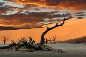 Fallen dead tree and sand dunes, Deaddvlei, Sossusvlei National Park, Namibia