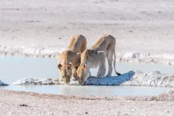 Two female African Lions, Panthera leo, drinking water at a waterhole in Northern Namibia