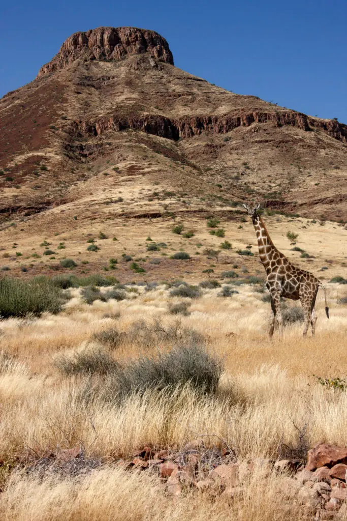 Giraffe (Giraffa camelopardalis) in Damaraland, Namibia.