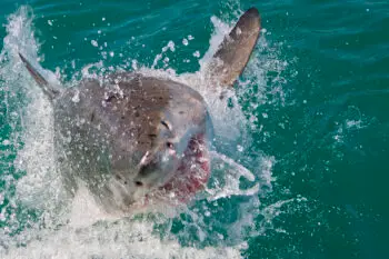 Great White Shark, Carcharodon carcharias,Gansbaai, Western Cape, South Africa, Africa