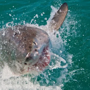 Great White Shark, Carcharodon carcharias,Gansbaai, Western Cape, South Africa, Africa