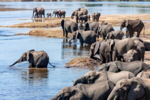 Group of African elephants (Loxodonta africana) at the Chobe River in northern Botswana, Africa.