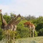 A group of giraffes standing on the grass covered hill near the trees
