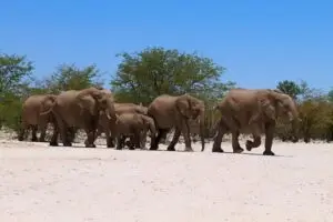 A herd of elephants walking in a dry landscape with trees and a clear blue sky.