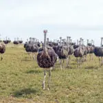 Herd of ostriches running towards the camera near Malagas in the Western Cape Province