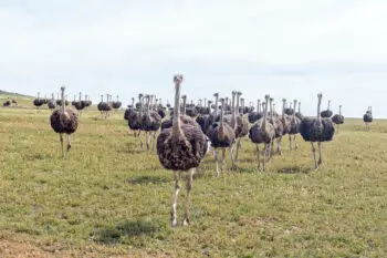 Herd of ostriches running towards the camera near Malagas in the Western Cape Province