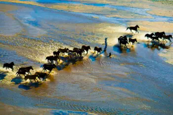 Horses running in water