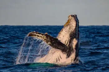 A humpback whale breach in golden light on a sunset whale watch