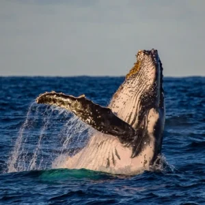 A humpback whale breach in golden light on a sunset whale watch