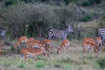 impala-antelopes-on-the-maasai-mara-kenya-2026-01-09-14-03-45-utc
