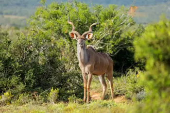 Kudu antelope in natural habitat