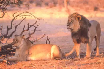 A pair of lions in the Kgalagadi Transfrontier Park in the Kalahari Desert in South Africa.